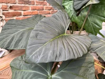 Alocasia 'Plumbea' (Alocasia plumbea)