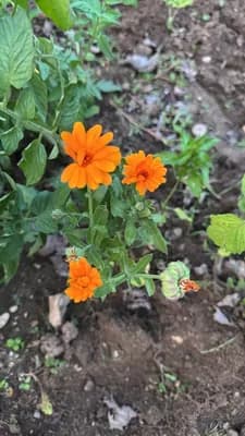 Pot Marigold (Calendula officinalis)