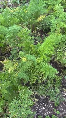 Carrot (Daucus carota)