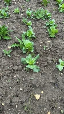 Romaine Lettuce (Lactuca sativa var. longifolia)