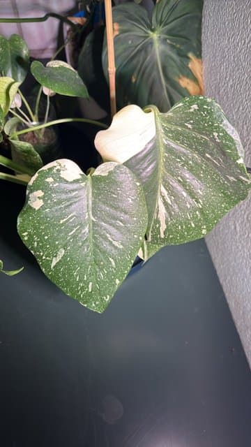 Thai Constellation Monstera (Monstera deliciosa 'Thai Constellation')