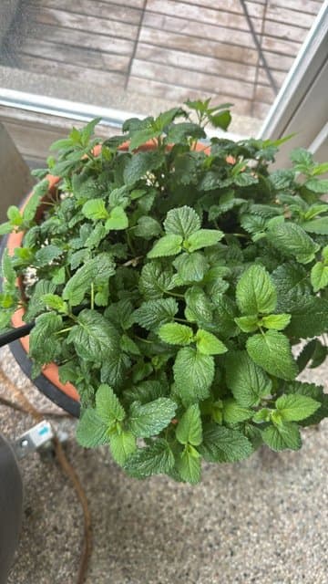 Lemon Balm (Melissa officinalis)