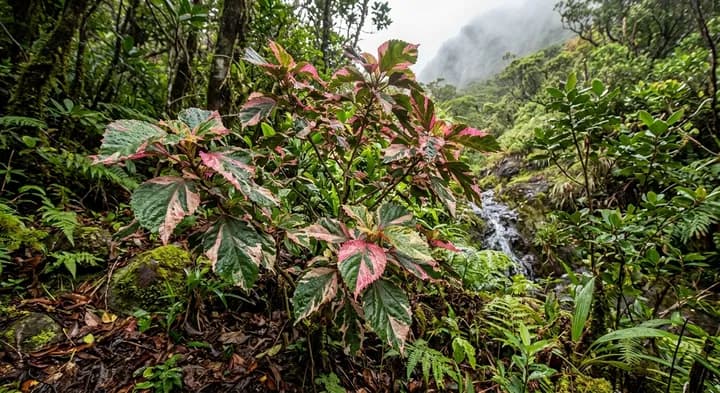 Raivavae copperleaf (Acalypha raivavensis)