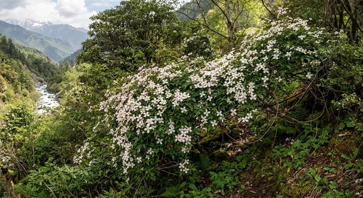 Mountain Clematis (Clematis montana)