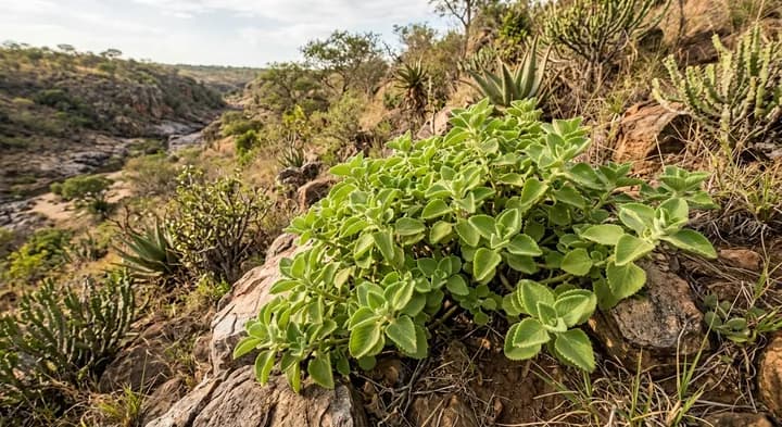 Cuban oregano (Coleus amboinicus)