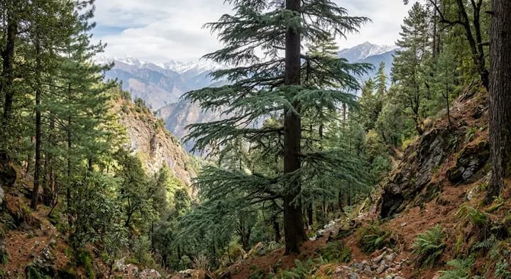 Deodar Cedar (Cedrus deodara)