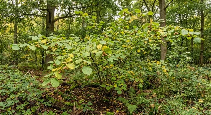 Hazelnut (Corylus avellana)