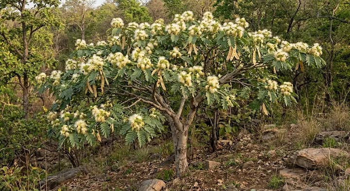 Indian Mimosa (Acacia speciosa)