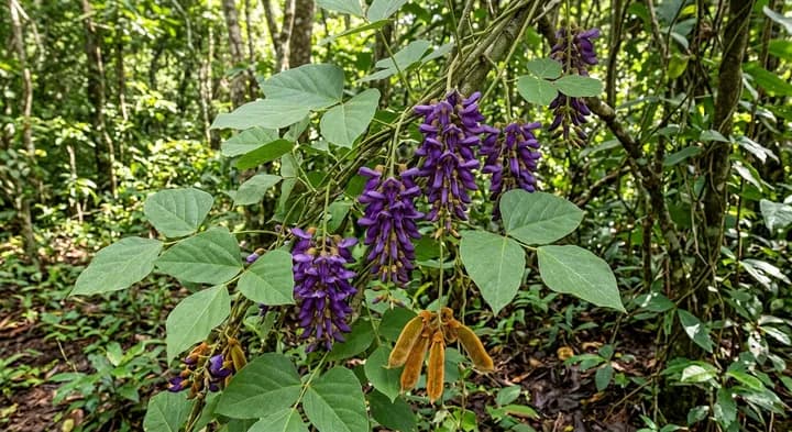 Scarlet runner bean (Stizolobium cochinchinense)