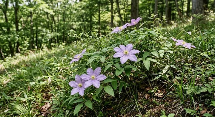 Patens Clematis (Clematis patens)