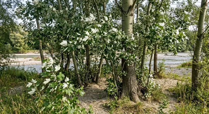 White Poplar (Populus alba)