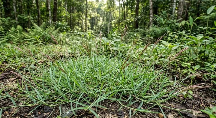 Andropogon firmandus (Andropogon firmandus)