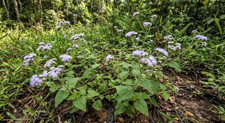 Ageratum album (Ageratum brachystephanum)