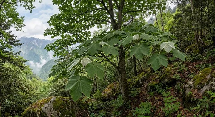 Himalayan Maple (Acer villosum)