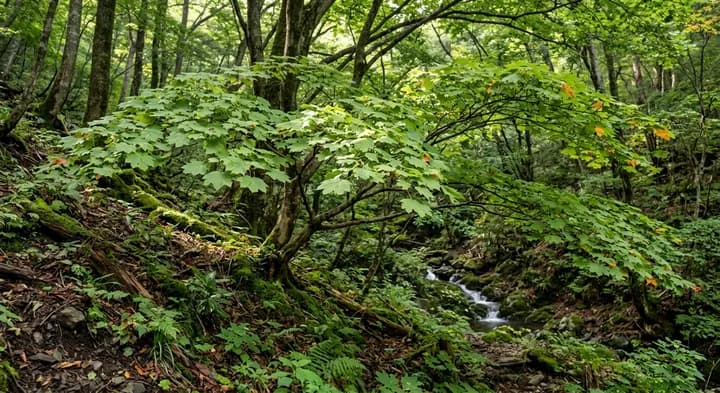 Fullmoon Maple (Acer japonicum)