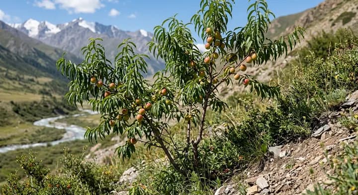 Nectarine (Prunus persica var. nucipersica)