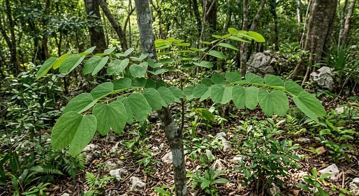 Abarema abbottii (Abarema abbottii)