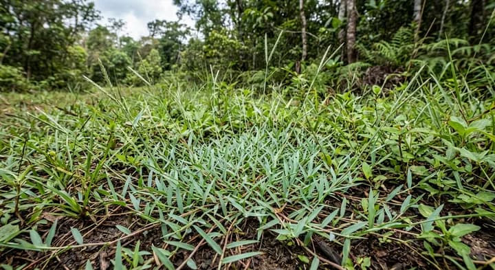 Indian Swamp Grass (Ischaemum indicum)