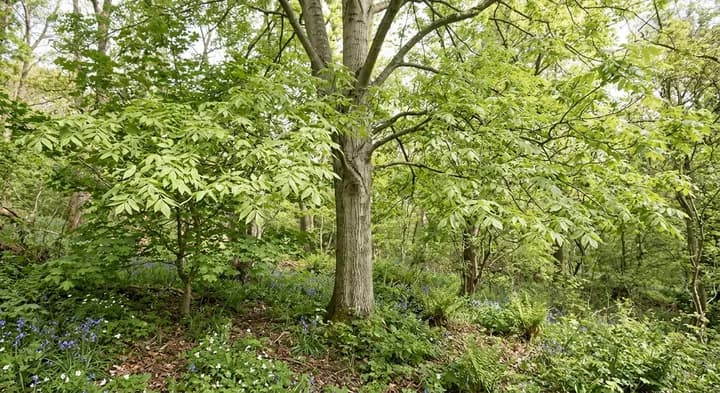 European Ash (Fraxinus excelsior)