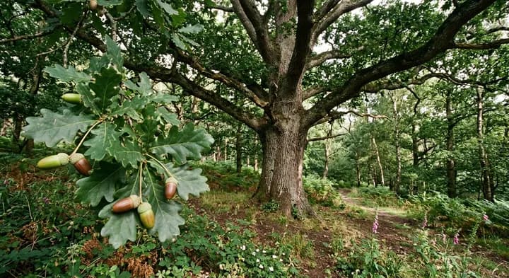 English Oak (Quercus robur)
