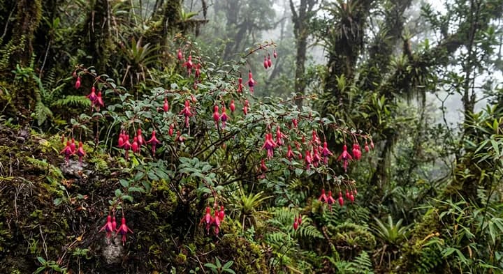Lady's Eardrops (Fuchsia)