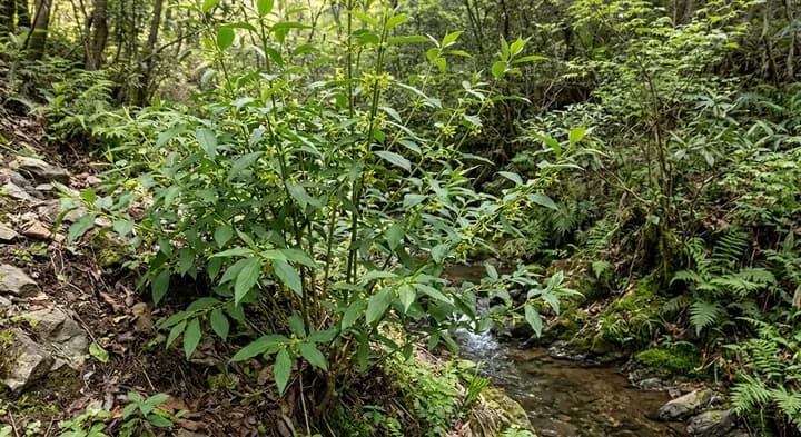 Greenstem Forsythia (Forsythia viridissima)