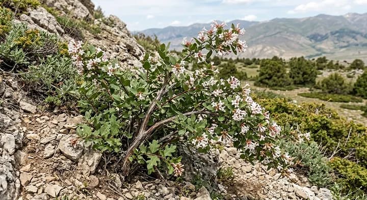Zabelia corrymbosa (Zabelia corymbosa)