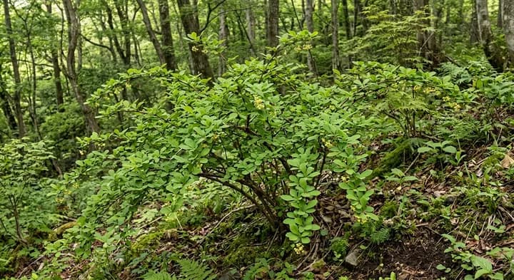 Japanese Barberry (Berberis thunbergii)