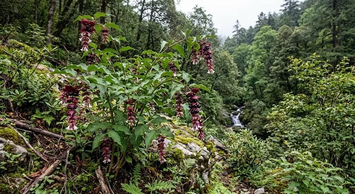 Himalayan Honeysuckle (Leycesteria formosa)
