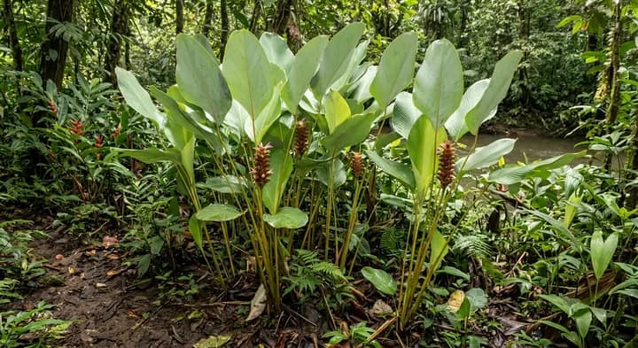 Cuban Hat Plant (Calathea lutea)