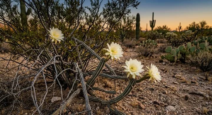 Cereus aurora (Cereus aurora)