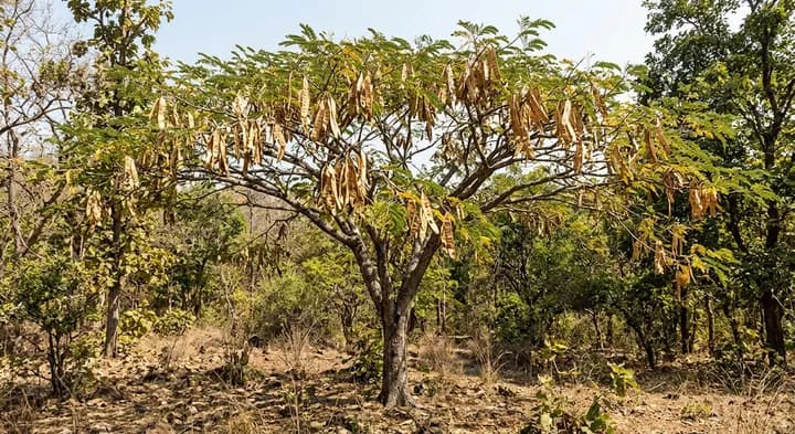Siris Tree (Acacia lebbek)