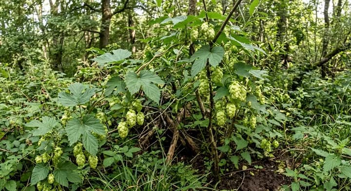 Common Hop (Humulus lupulus)