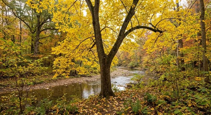 Yellow Elm (Ulmus octandra)