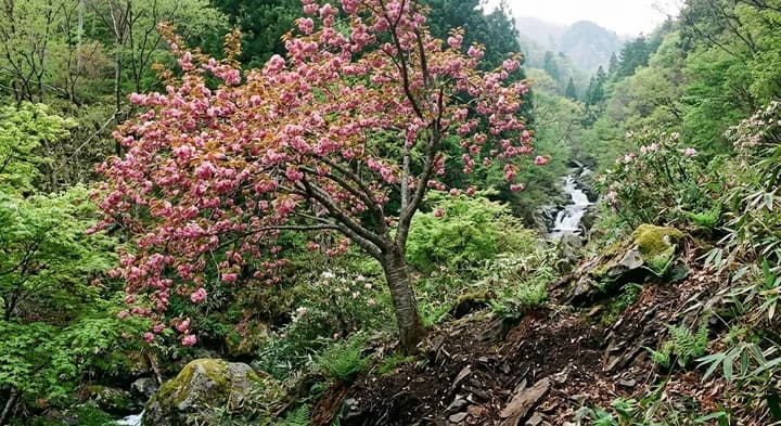 Prunus serrulata 'Kwanzan' (Prunus serrulata 'Kwanzan')