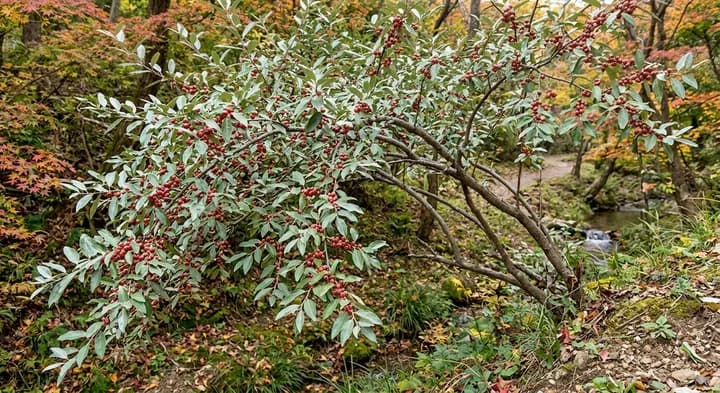 Autumn Olive (Elaeagnus umbellata)