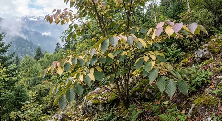 Birchleaf Maple (Acer betulifolium)
