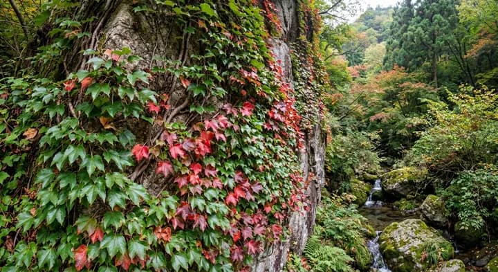 Boston Ivy (Parthenocissus tricuspidata)