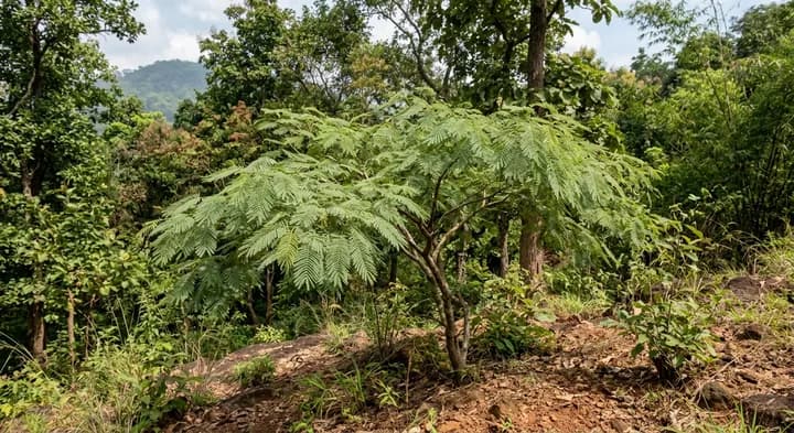 Acacia pseudowightii (Acacia pseudowightii)