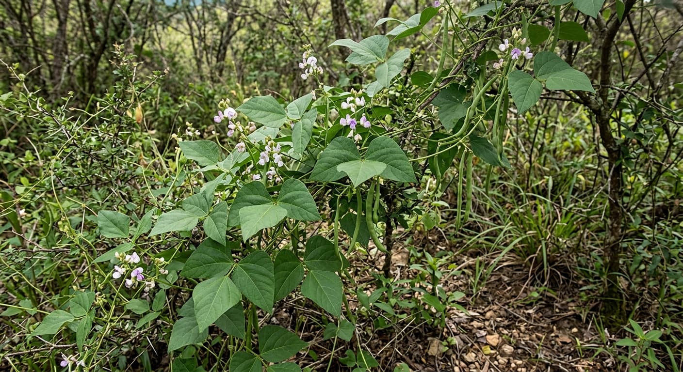 Green Bean Plant (Phaseolus vulgaris)
