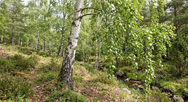 Silver Birch (Betula pendula)