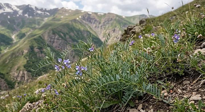 Hajastan vetch (Vicia hajastana)