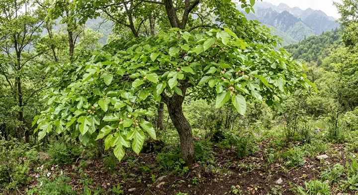 White Mulberry (Morus alba)