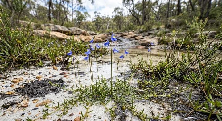 Blue Bladderwort (Utricularia cyanea)