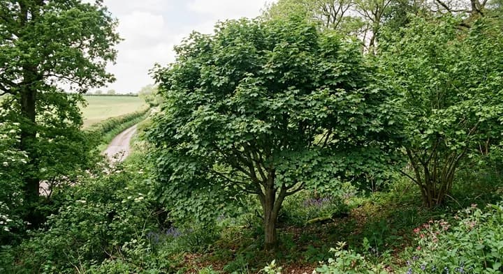 Field Maple (Acer campestre)