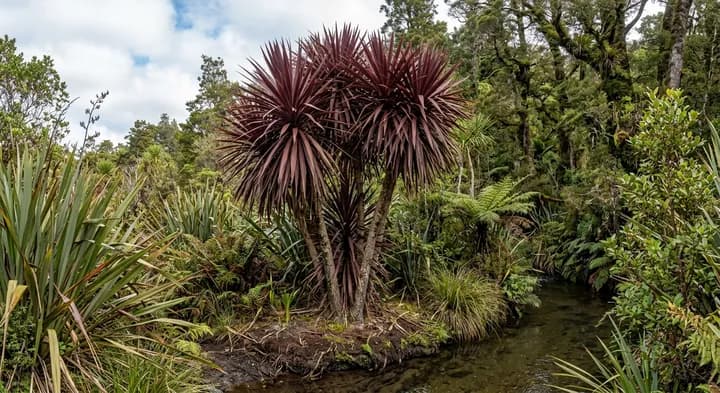 Cabbage Tree (Cordyline australis 'Red Star')