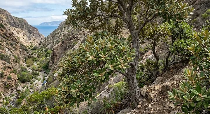 Zerna tomentella (Zerna tomentella)