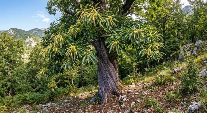 Sweet Chestnut (Castanea sativa)