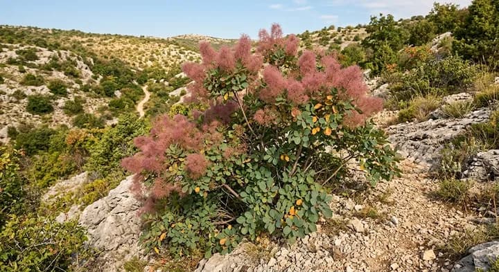 Smoke bush (Cotinus coggygria)