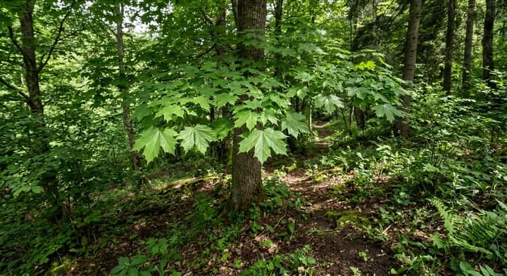 Norway Maple (Acer platanoides)